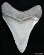 Sharp Inch Bone Valley Megalodon Tooth #2441-1